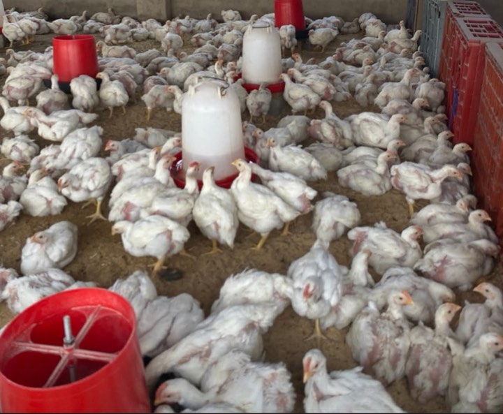 Broilers around a drinker