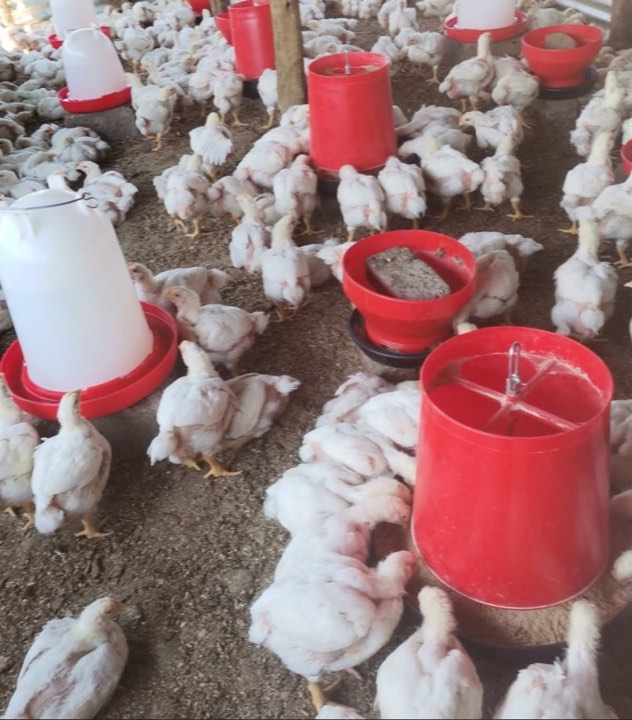Broilers at the feeders and drinkers