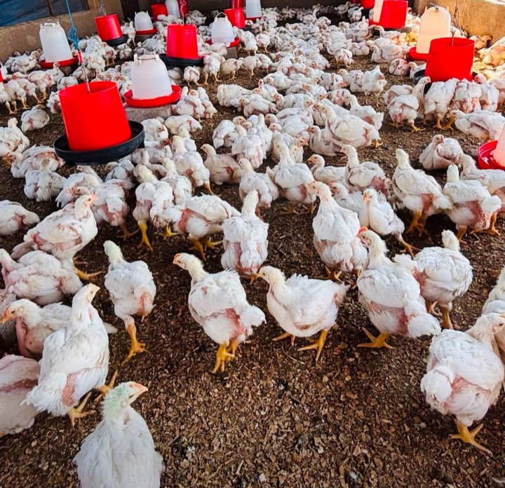 Broilers growing on clean bedding