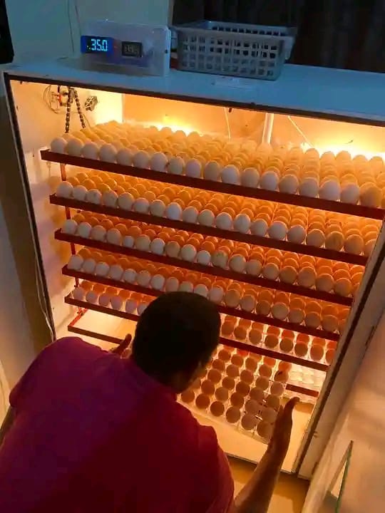 Setting eggs in an incubator