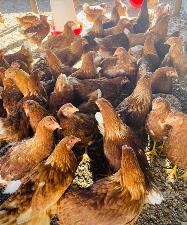 Laying hens in the morning sun