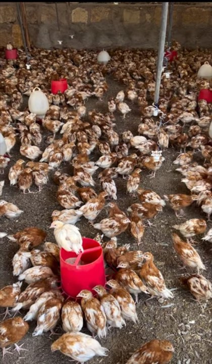 A young flock of brown hens
